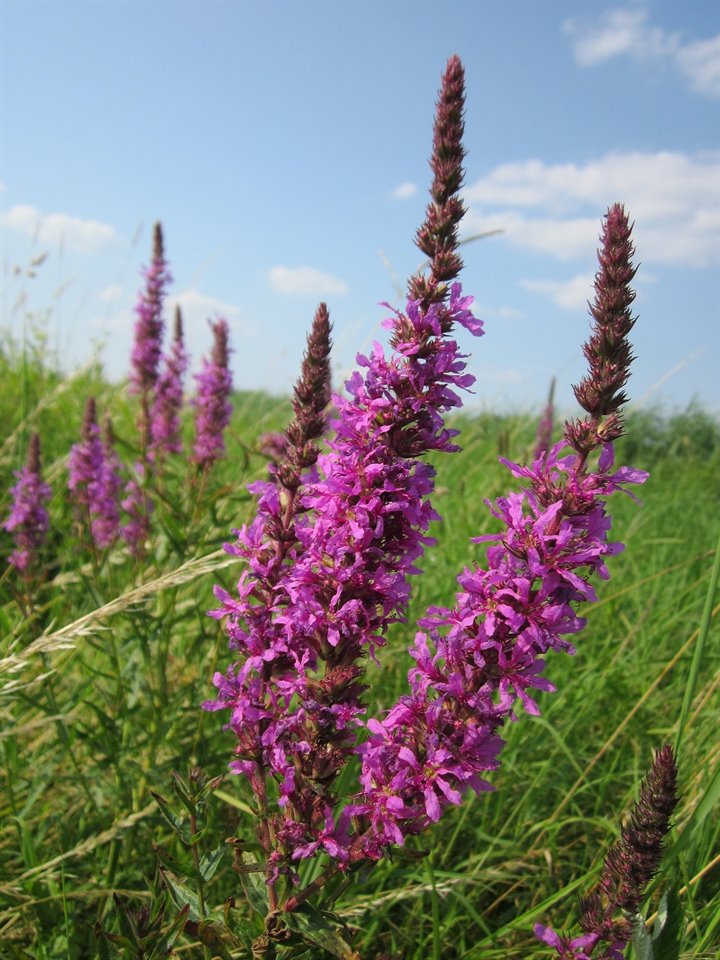 Plant grote paarse kattestaart in het gras