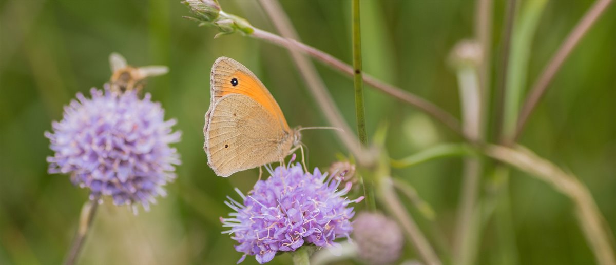 Foto Natuurmonumenten - Michel Hol