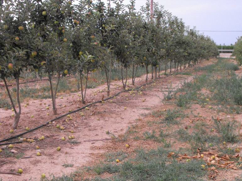 Voorbeeld van druppelirrigatie bij fruitteelt