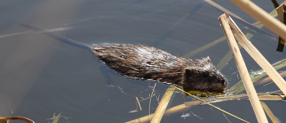 Muskusrat