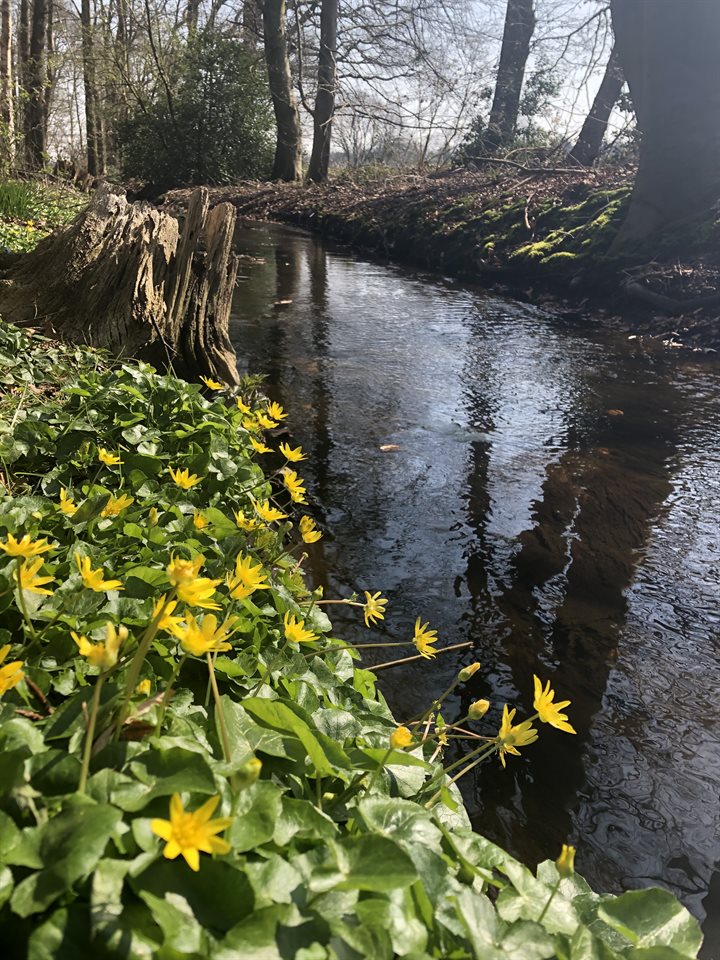 Staverdense beek met speenkruid