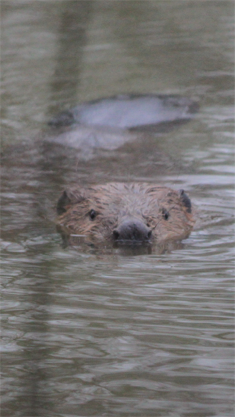 bever1