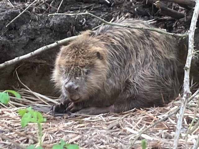 bever3-png