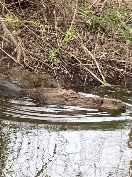 bever4-png